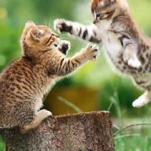 Chatons joueurs dans la nature