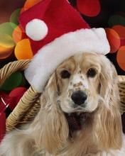 Chien Mignon avec Chapeau de Noël