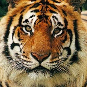 Portrait de Tigre Majestueux