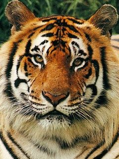 Portrait de Tigre Majestueux