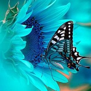 Papillon Bleu sur Tournesol
