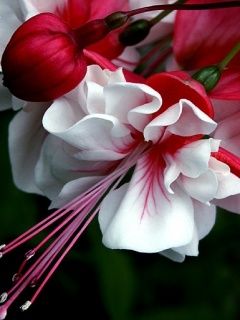 Belles Fleurs Rouges et Blanches