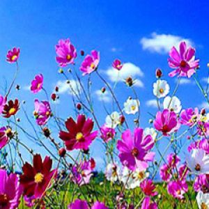 Champ de Fleurs Vives