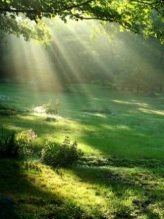 Lumière du Soleil à Travers les Arbres