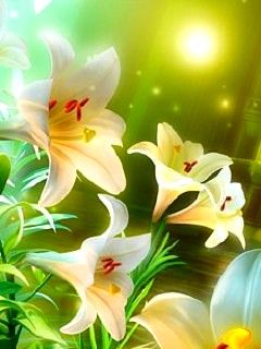 Belles Lys Blancs