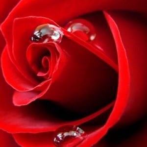 Belle Rose Rouge avec Gouttes d'Eau
