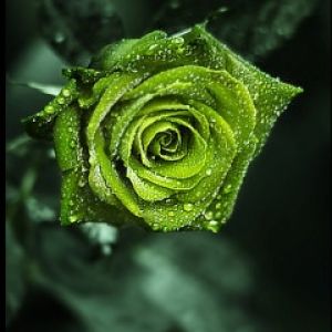 Rose Verte avec Gouttes de Rosée