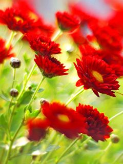 Fleurs Rouges Vives