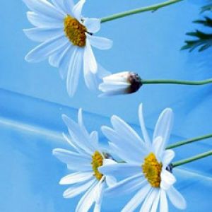 Marguerites Blanches sur Fond Bleu