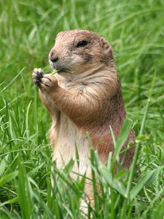 Marmotte mignonne dans l'herbe