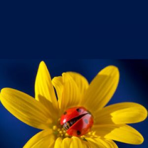 Coccinelle sur Fleur Jaune
