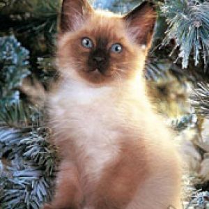 Mignon Chaton dans les Pins Enneigés