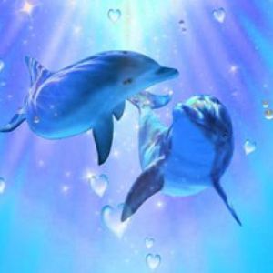 Dauphins Amoureux