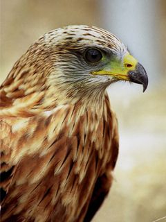 Faucon Majestueux en Gros Plan