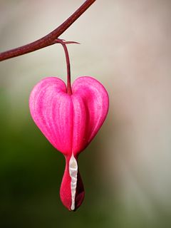 Fleur Rose en Forme de Cœur