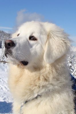Chien Blanc Majestueux dans la Neige