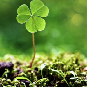 Trèfle Chanceux dans la Nature