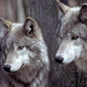 Loups Majestueux dans la Nature
