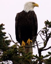 Aigle à tête blanche dans la nature