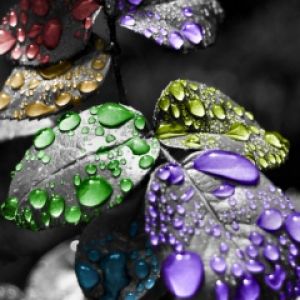 Gouttes d'eau colorées sur des feuilles