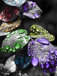 Gouttes d'eau colorées sur des feuilles
