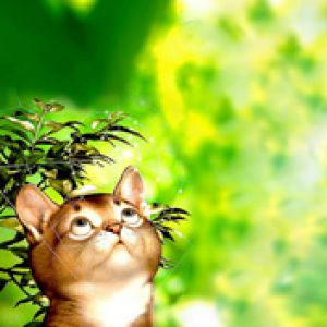 Chat Mignon dans la Nature