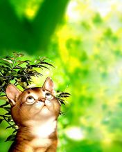 Chat Mignon dans la Nature