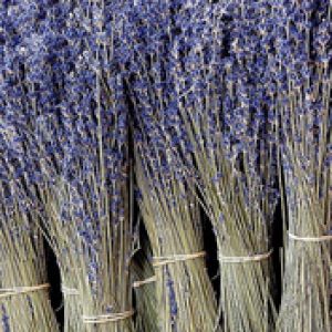 Bouquets de Lavande