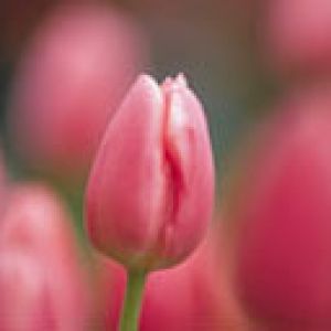 Beau Tulipe Rose