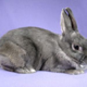 Lapin Gris Mignon