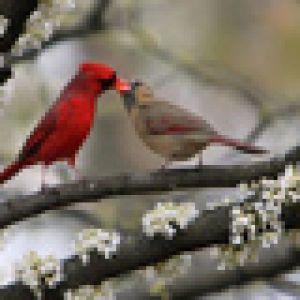 Cardinaux sur une Branche