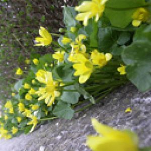 Fleurs Sauvages Jaunes Vives