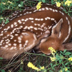 Faon dormant dans la nature