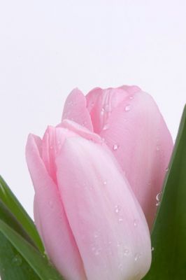 Fleur de Tulipe Rose