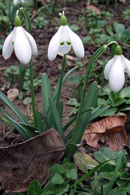 Fleurs de Perce-Neige en Fleurs