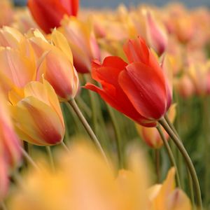 Champ de Tulipes Vibrantes