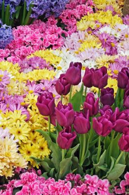 Jardin de Fleurs Colorées