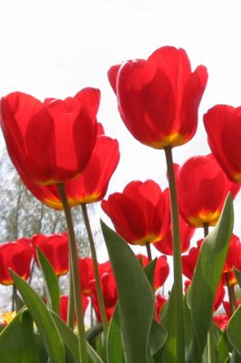 Tulipes Rouges Vives