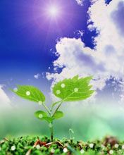 Croissance de Plante Verte