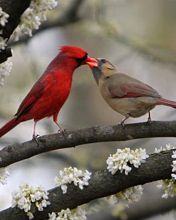 Cardinaux Amoureux