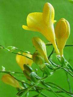 Freesias Jaunes