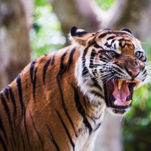 Tigre Féroce Rugissant