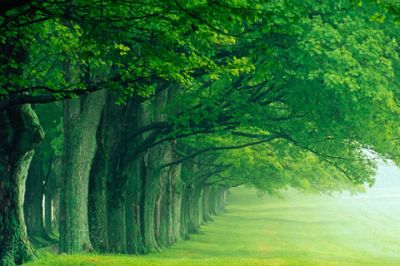 Sentier Vert dans la Forêt