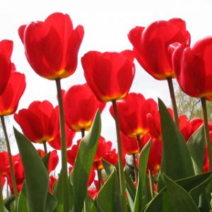 Tulipes Rouges Vives