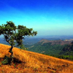 Arbre Solitaire sur une Colline