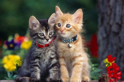 Jolis Chatons dans le Jardin