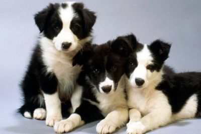 Chiots Border Collie Adorables