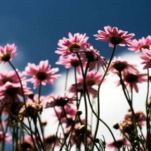 Fleurs Roses Contre le Ciel Bleu