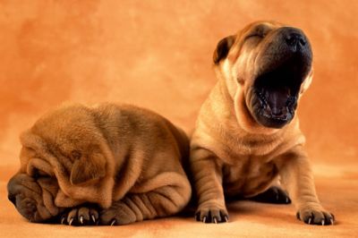 Chiots Shar Pei Adorables