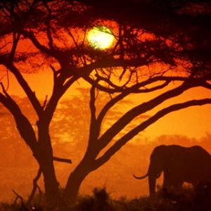 Silhouette d'Éléphant au Coucher de Soleil